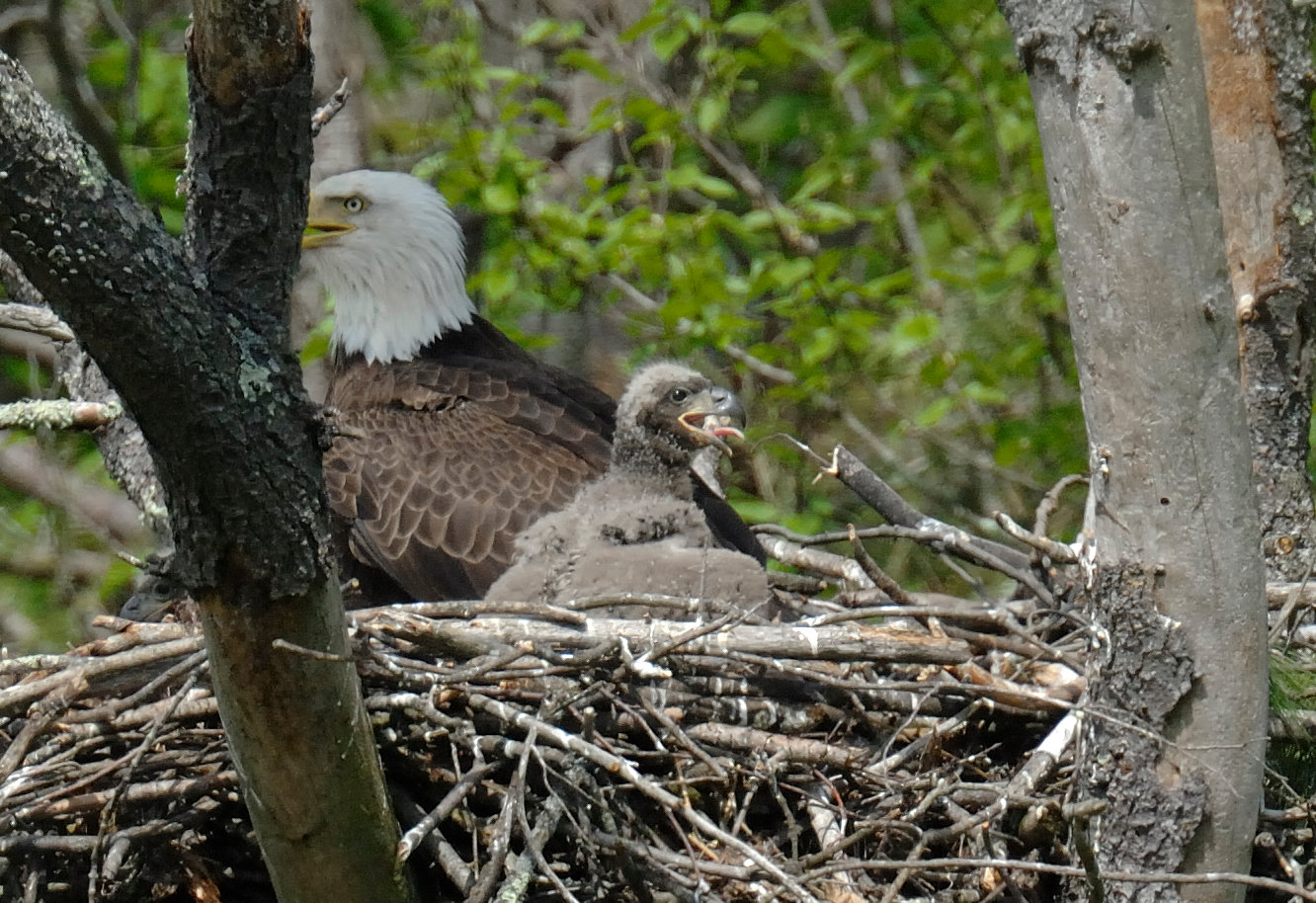 This eaglet is about 3 weeks old and has its gray secondary coat of down feathers. These feathers are thicker than primary down feathers which helps the eaglet stay worm during cooler days. A few tiny pin feathers are already pushing through the down, and the shafts of flight feathers are visible on the trailing edge of the wings. ..